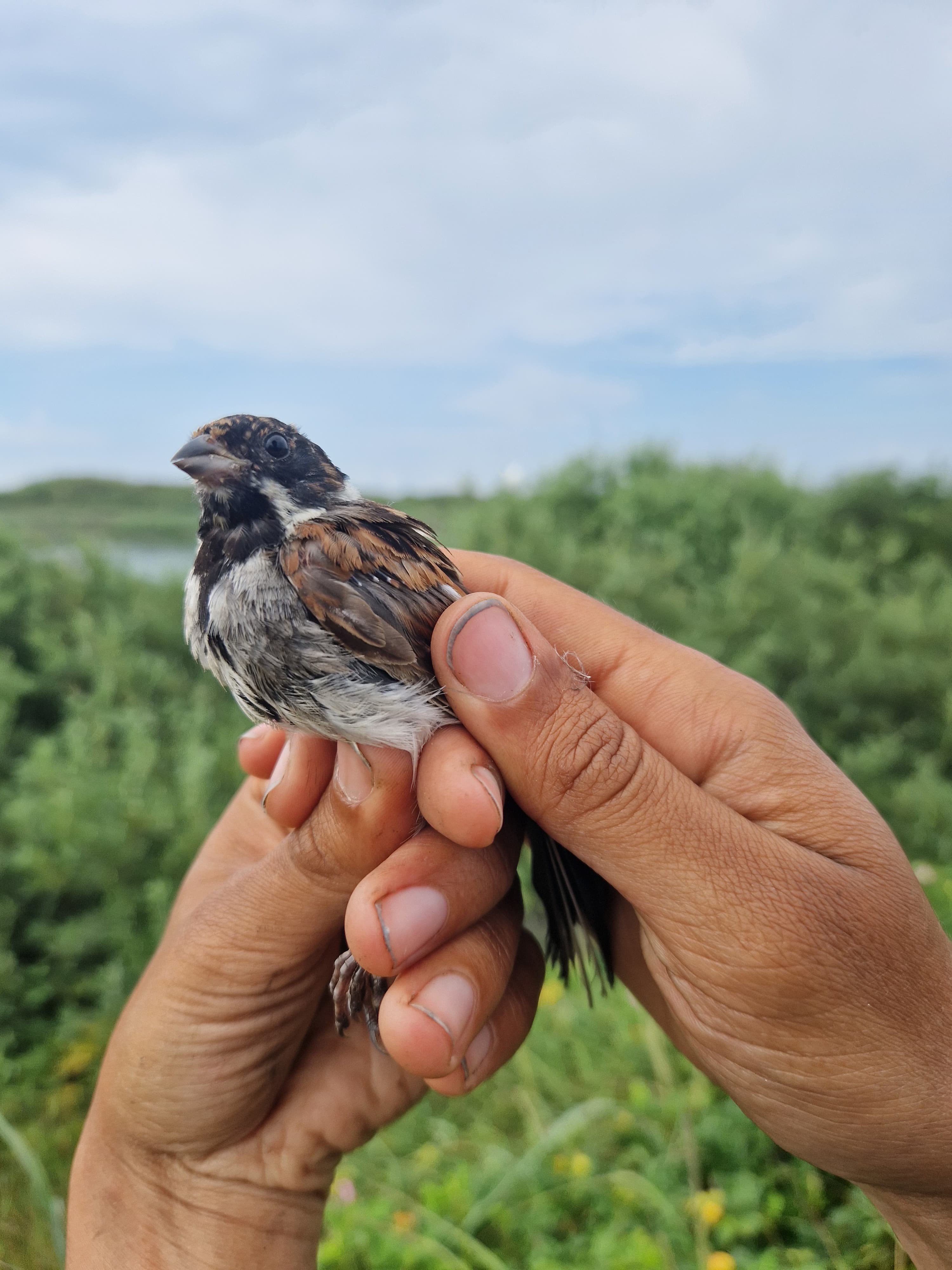 Reed_bunting_cormorant_lake_24_7.jpg
