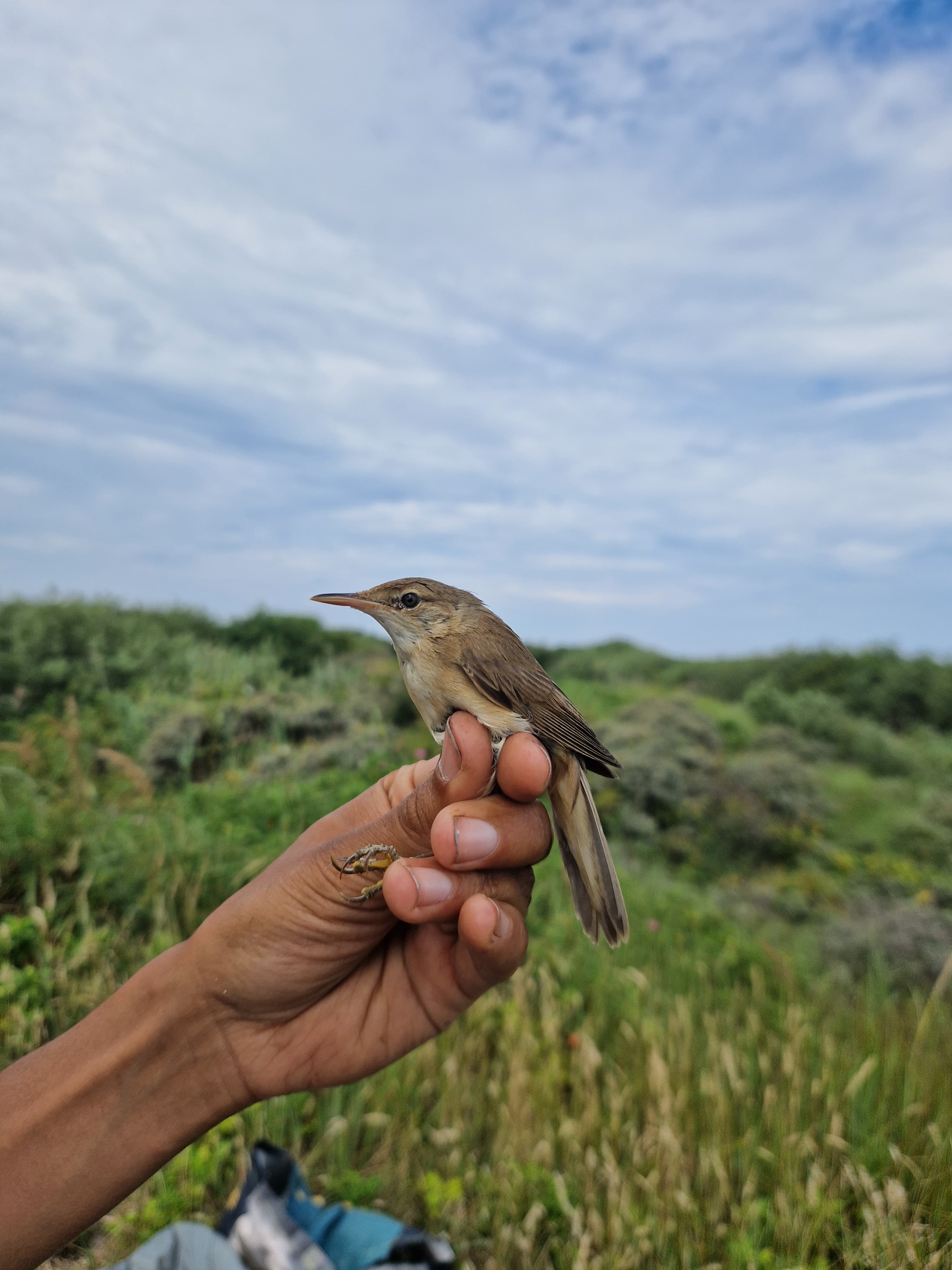 Reed_warbler_cormorant_lake_24_7.jpg