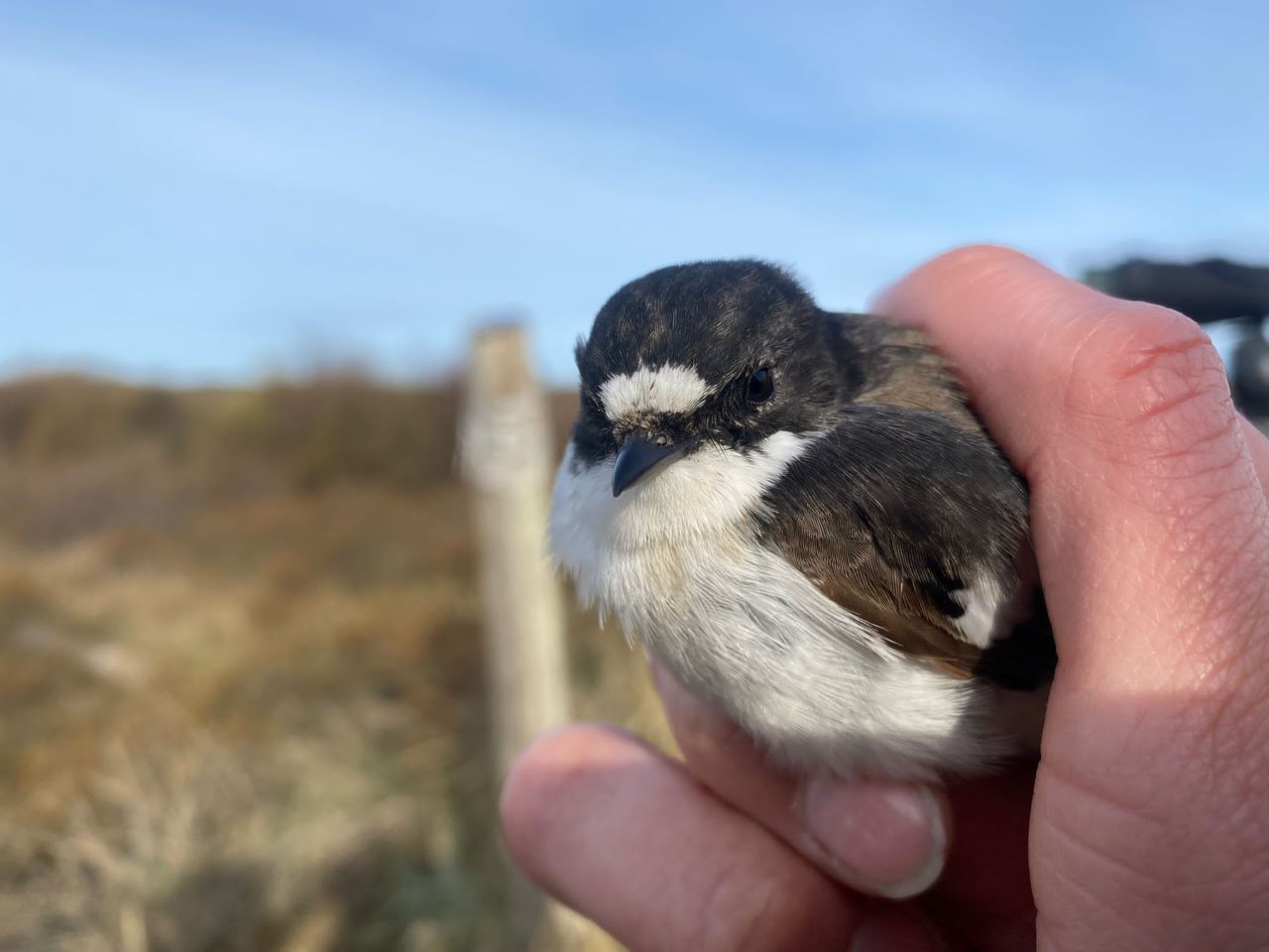 Res_First_pied_Flycatcher.jpg