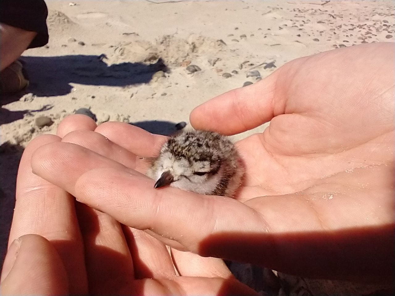 Ringed_Plover_chick.jpeg