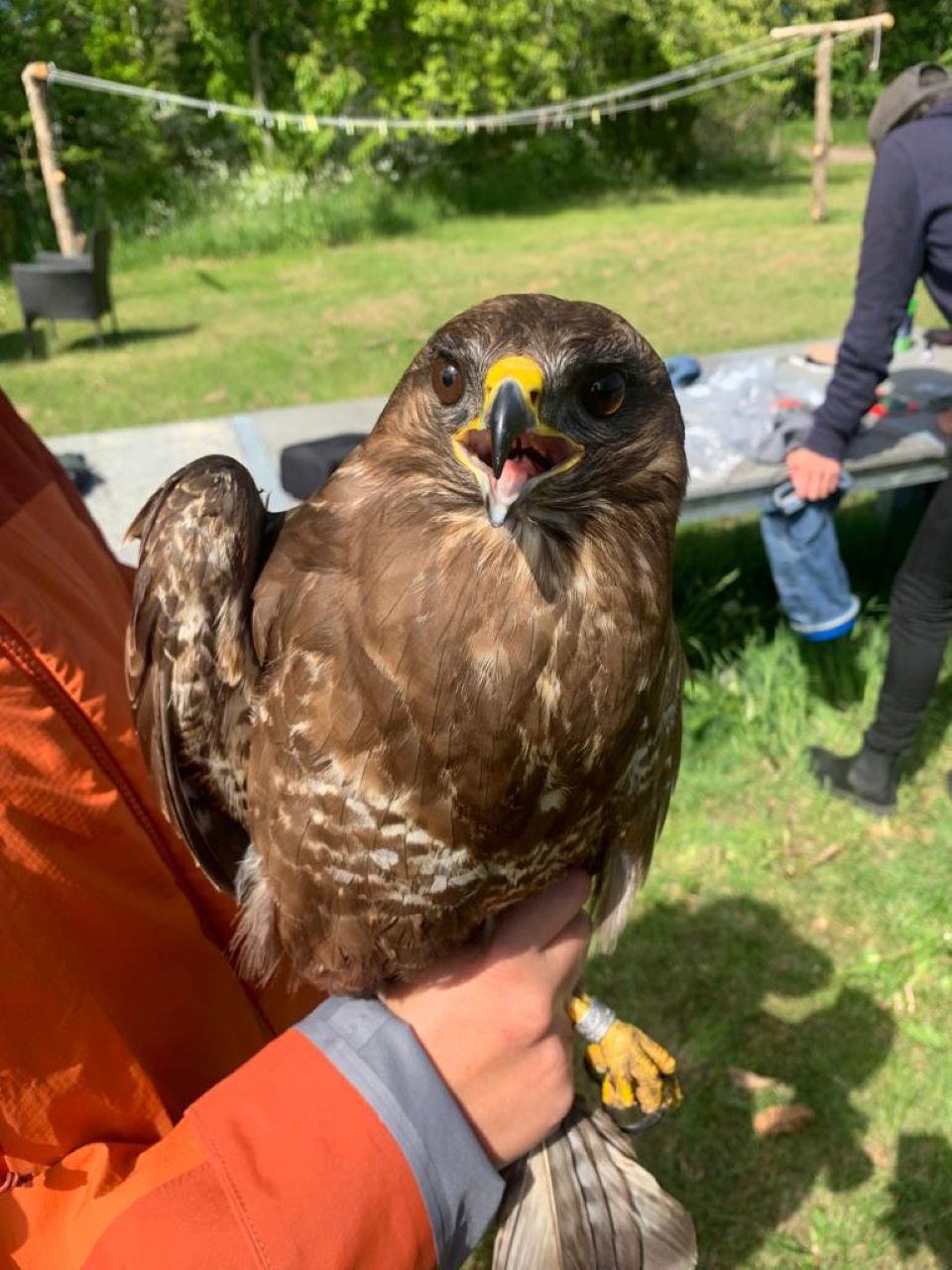 Ringed and GPS Tagged Buzzard 28.05.23