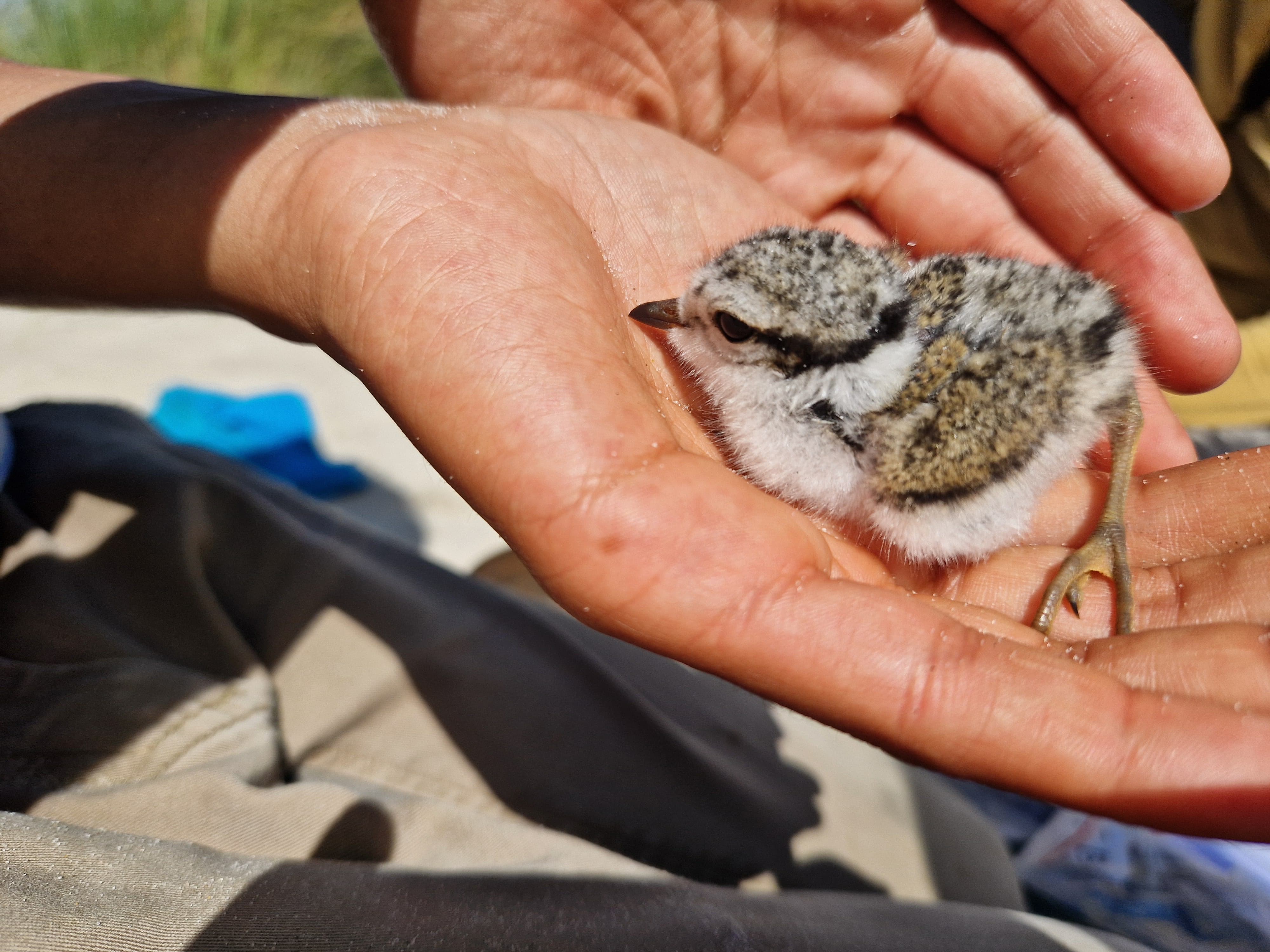 Ringed_plover_chick.jpg
