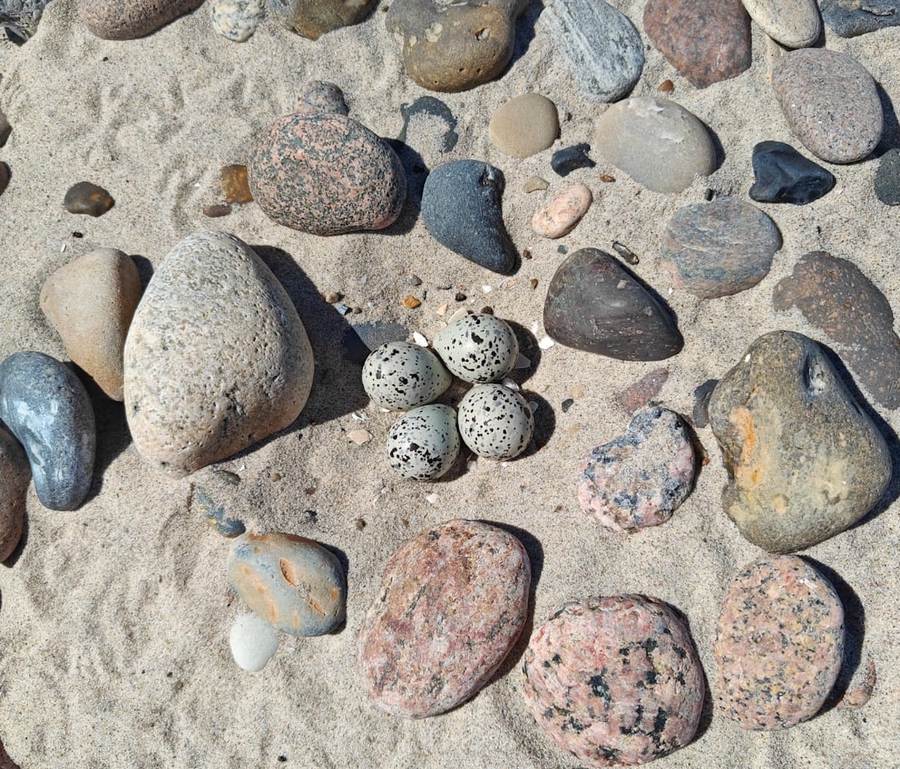 Ringed plover nest 2026 06 27