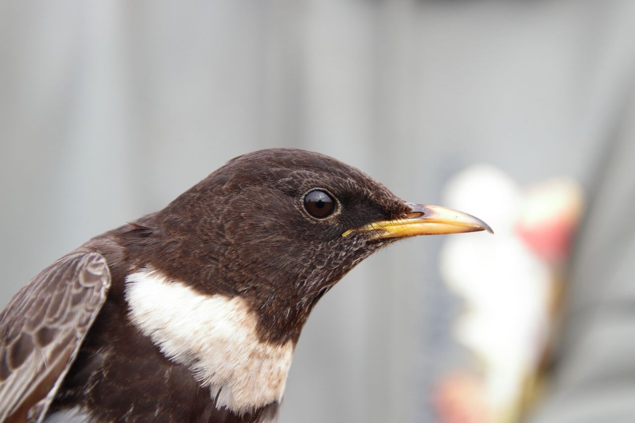 Ringouzel resjpg