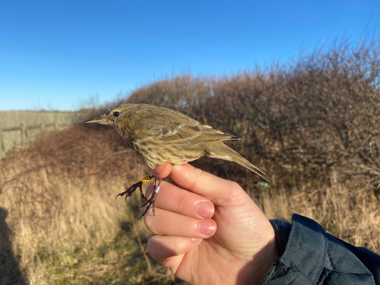 Rock_pipit_resized.jpg