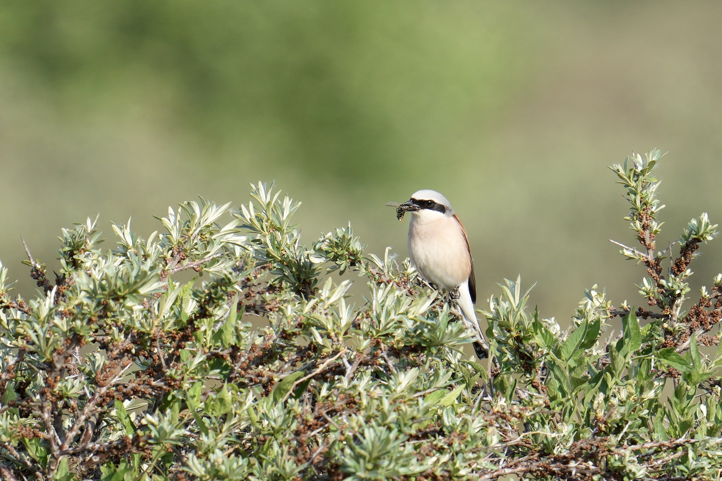 Rodrygget_Tornskade_Redbacked_Shrike_27_05_2023_Soren_Leth-Nissen.jpeg