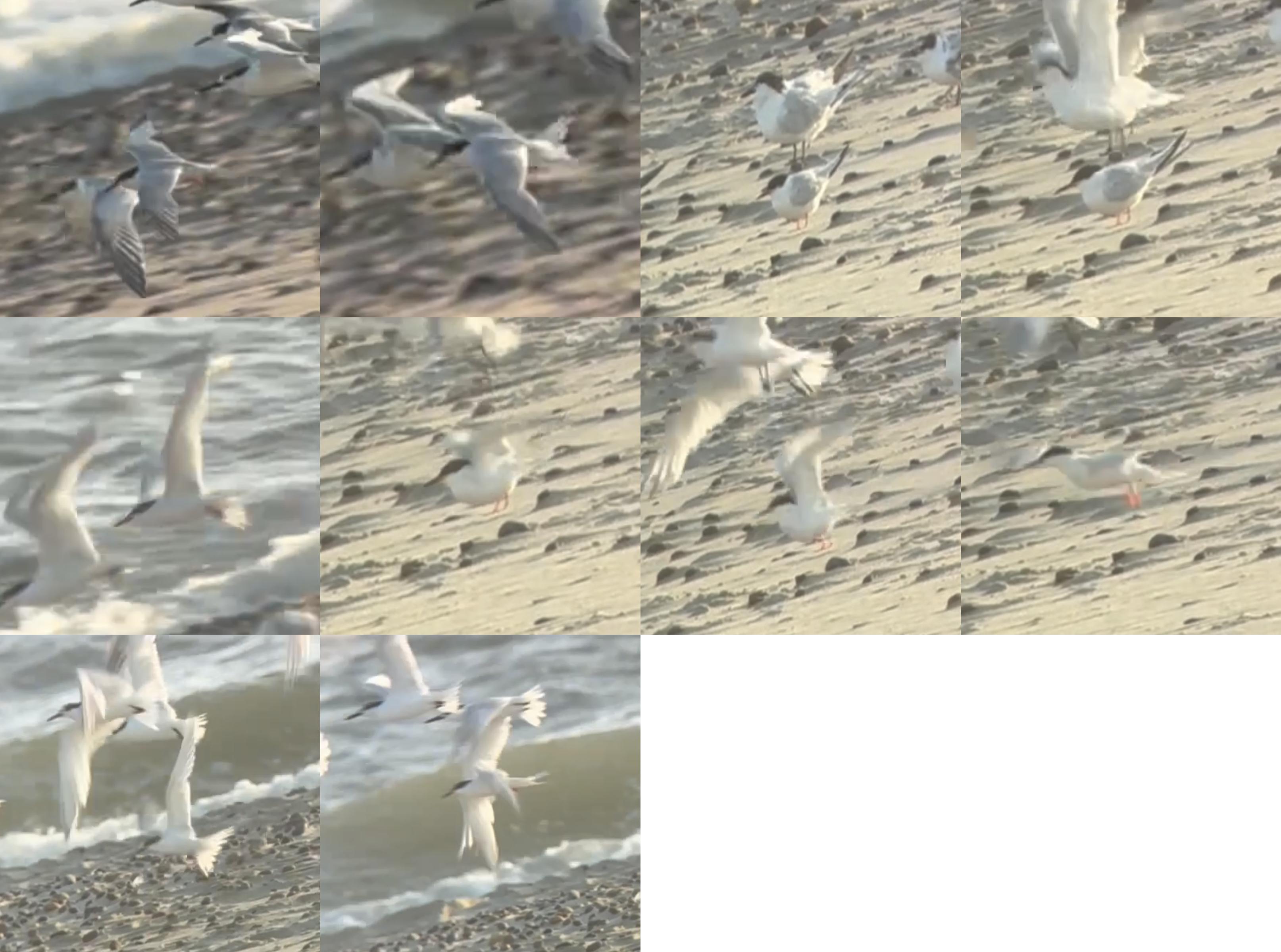 Rosenterne Grenen 108 collage