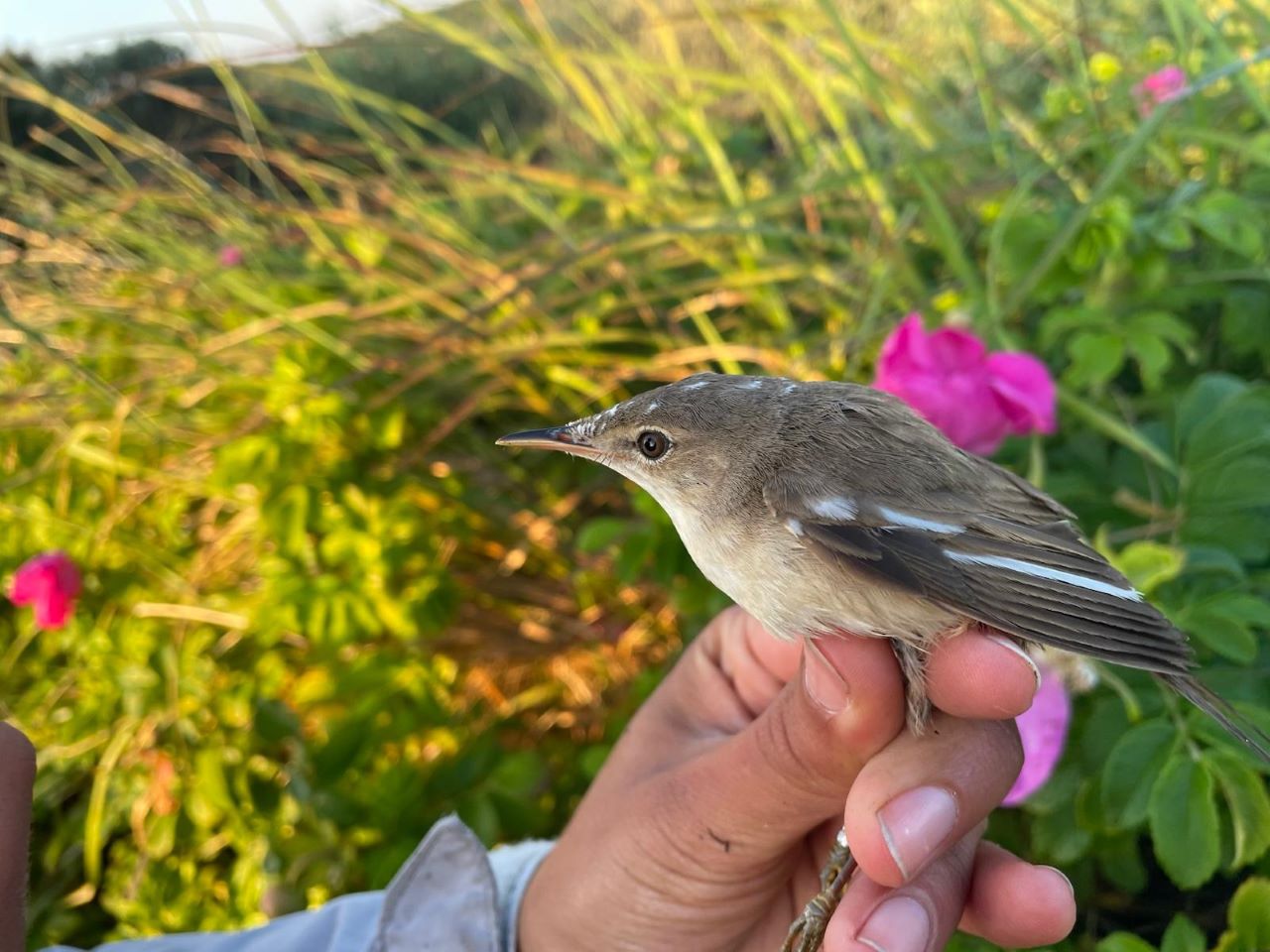 Rørsanger_part._leucistic.jpg