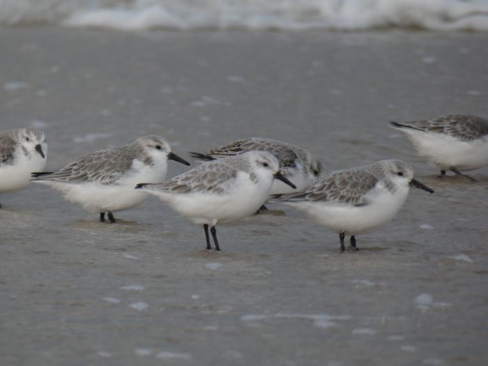 SANDERLING.JPG