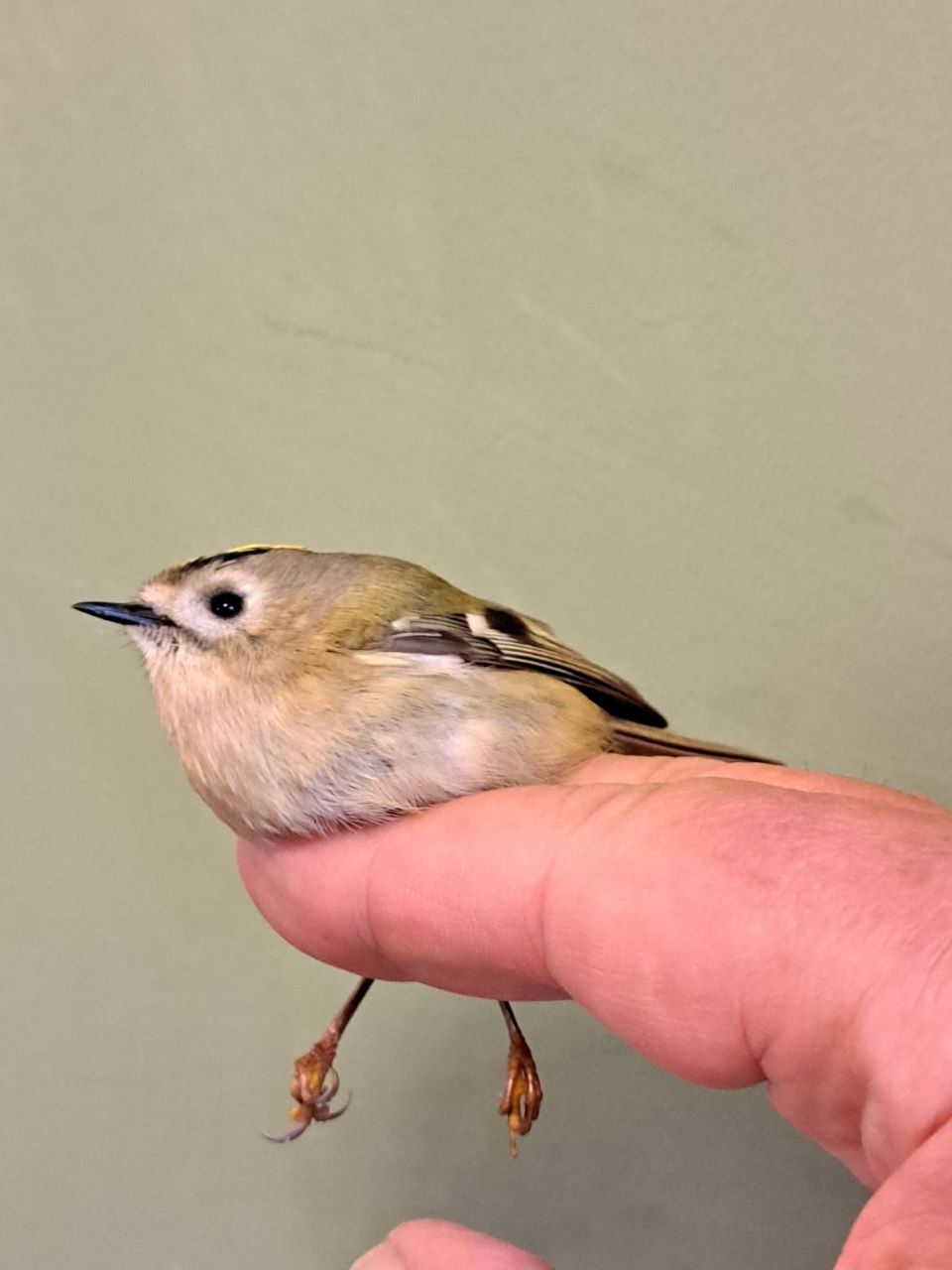 S Goldcrest 07102023