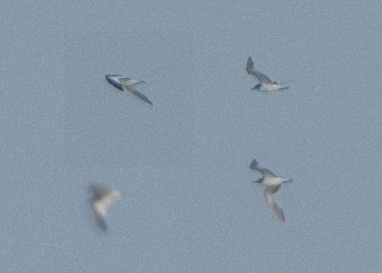 Sabines_Gull_collage.jpg