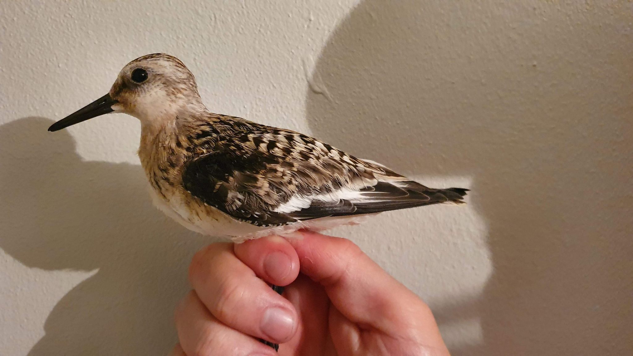 Sanderling