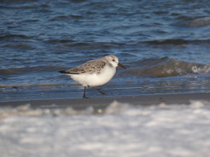 Sanderling_Sandlober_Nordstrand_TW_10012026_9.JPG