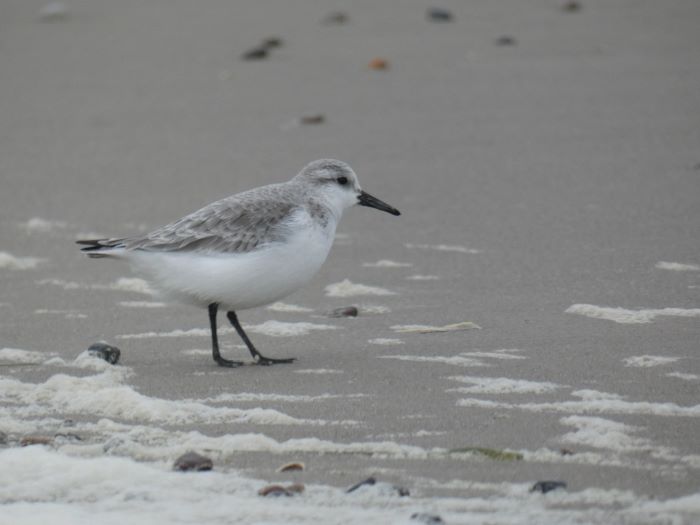 Sandløer_Sanderling_Grenen_TW_12012026_4.JPG