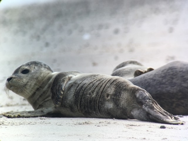 Seal pup