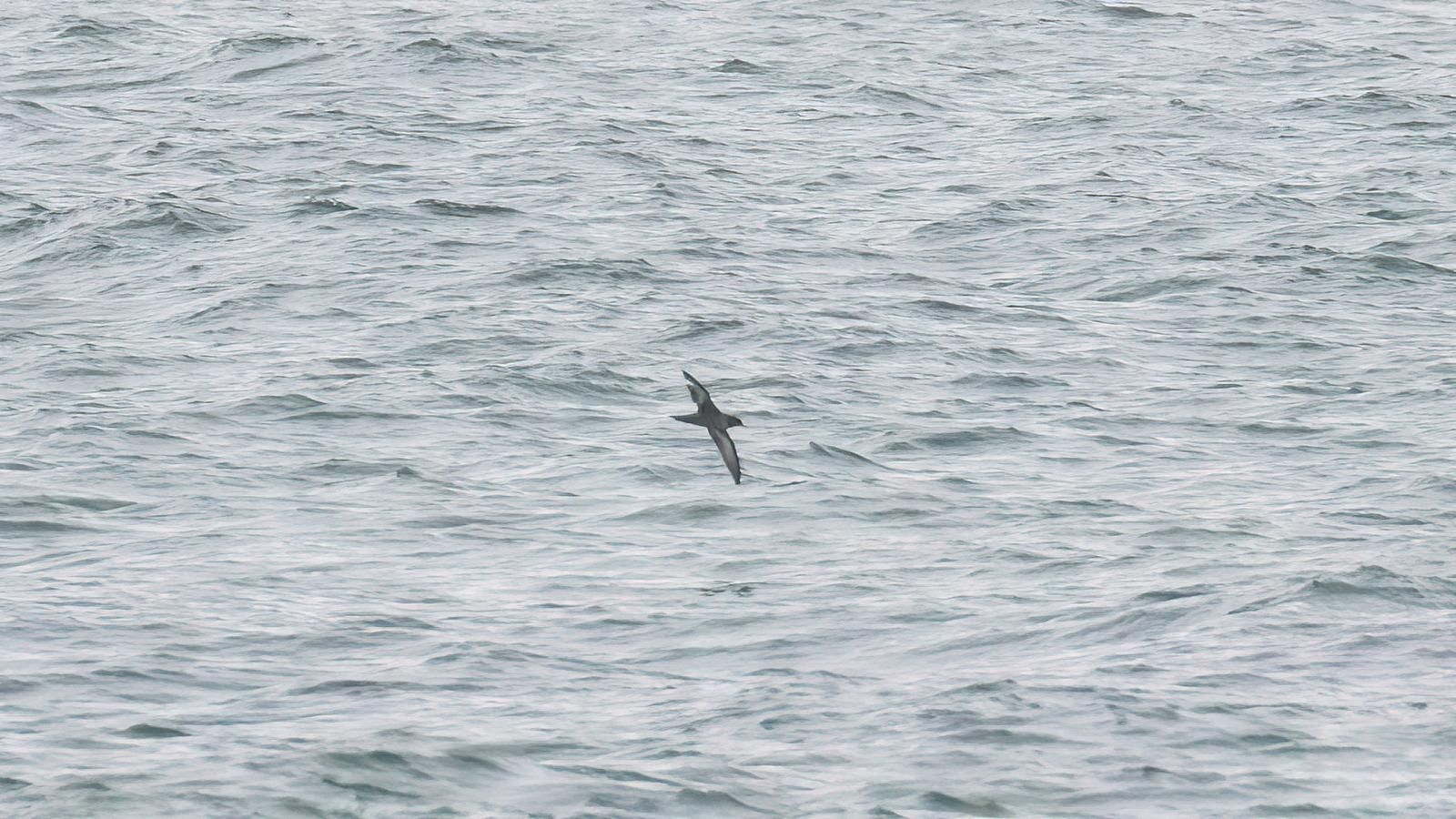 Shearwater 1