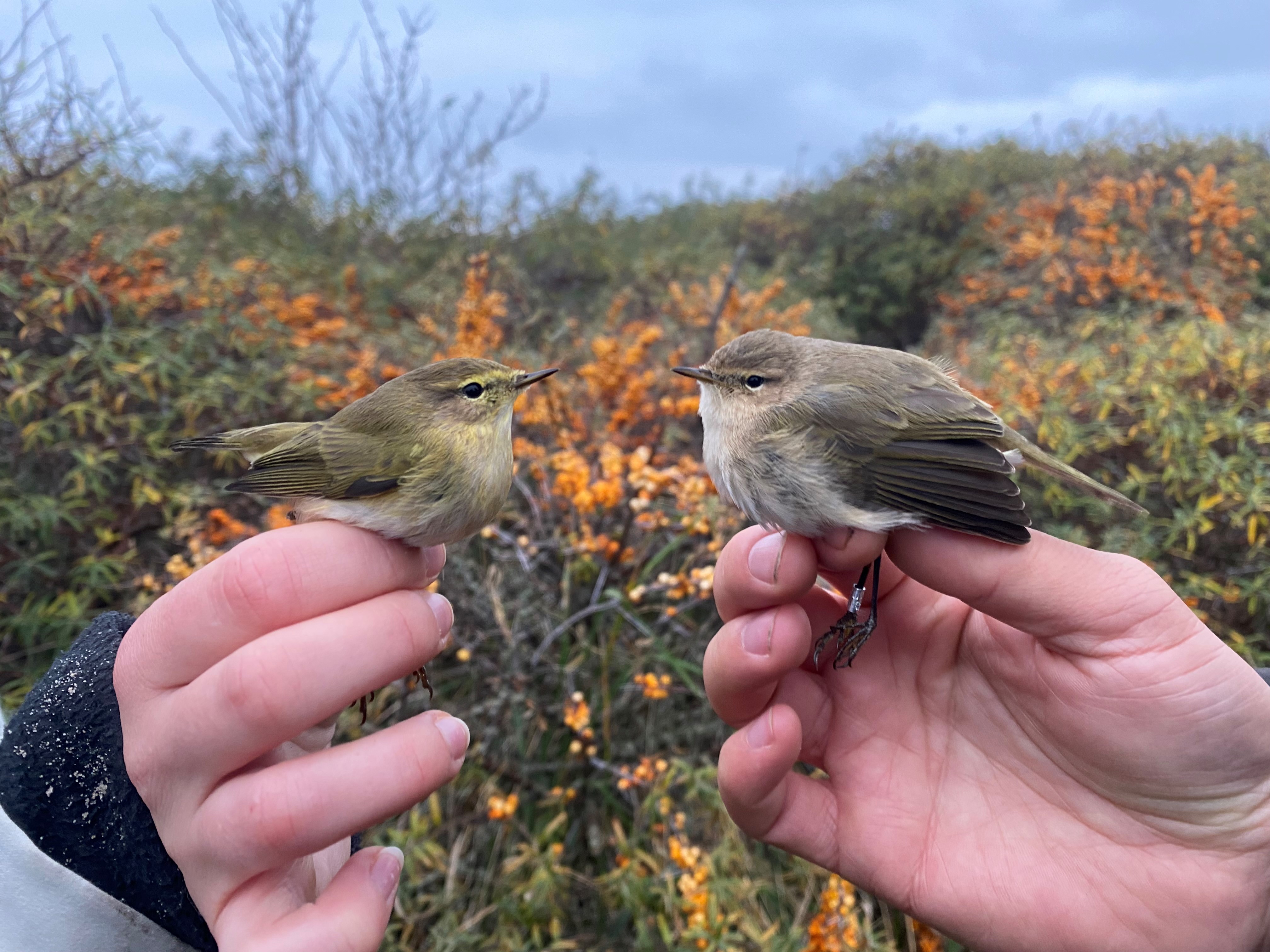 Sibirian chiffchaff