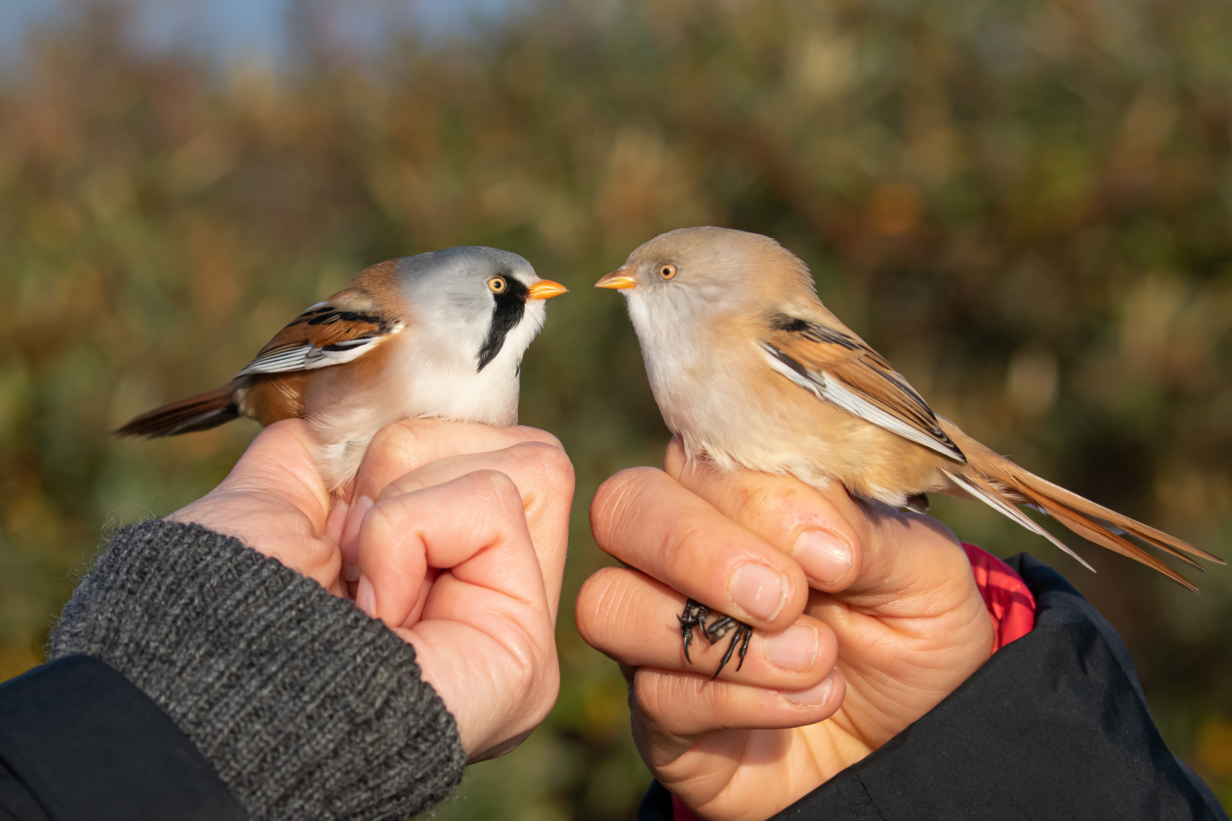 Skægmejse han og hun. Foto: Anders Brinkmann