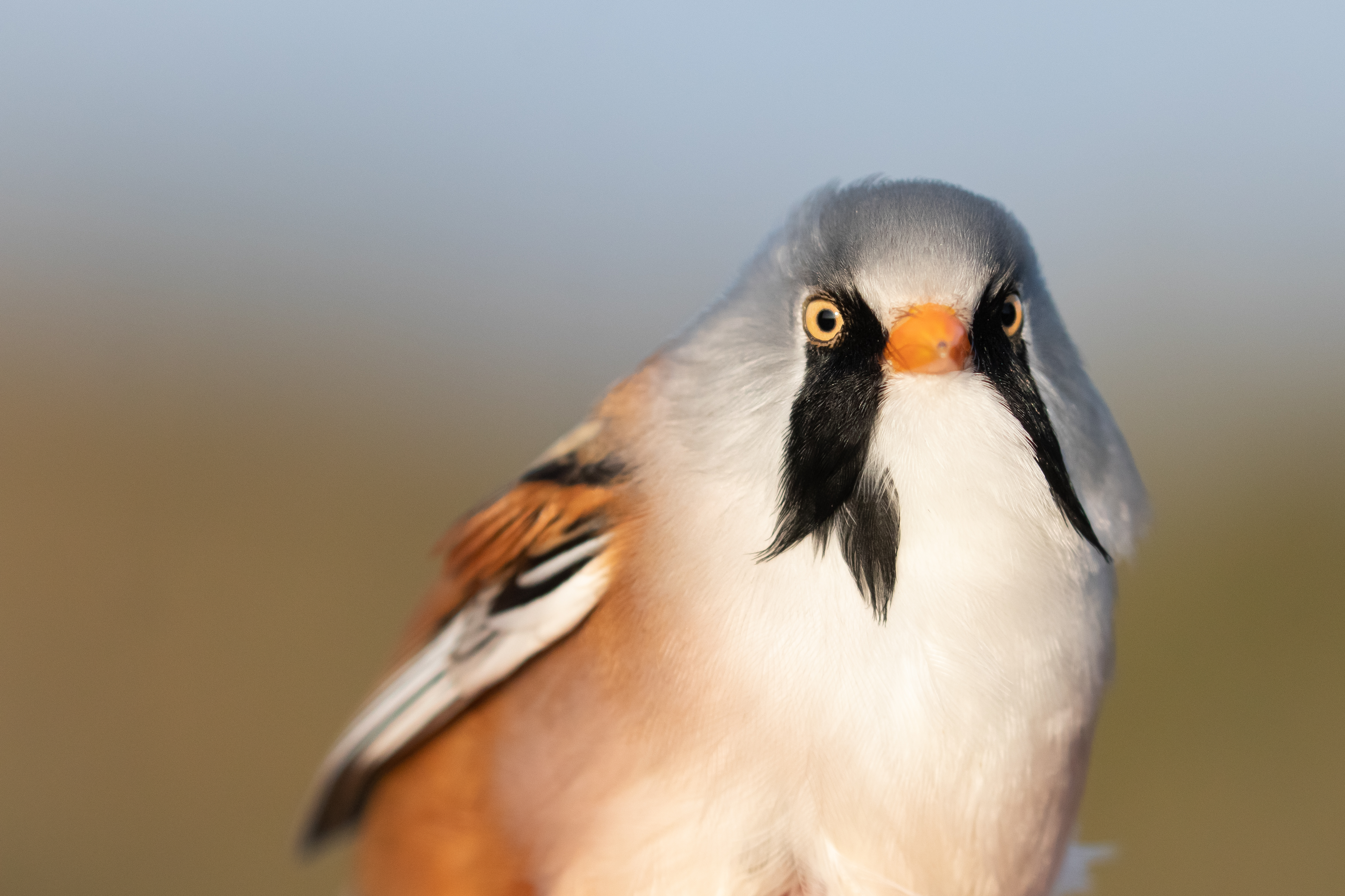 Skægmejse han. Foto: Anders Brinkmann