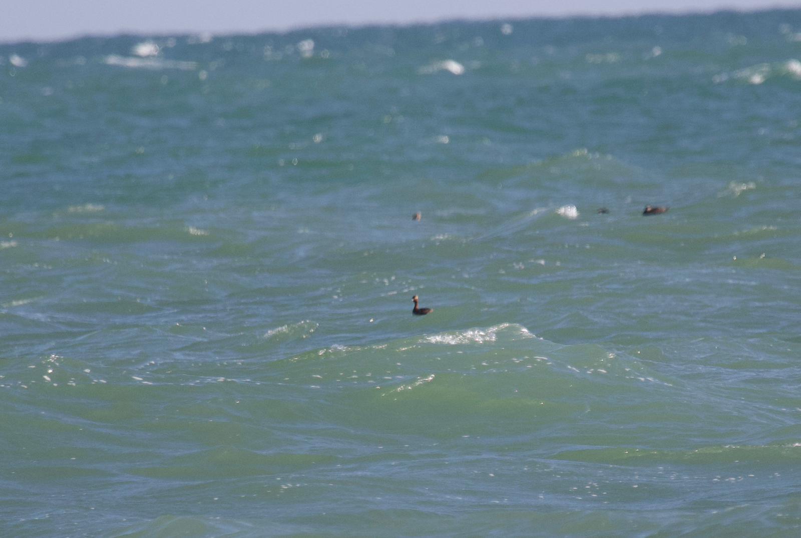 Slavonian_Grebe.jpeg