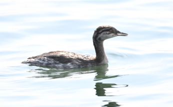 Slovanian grebe