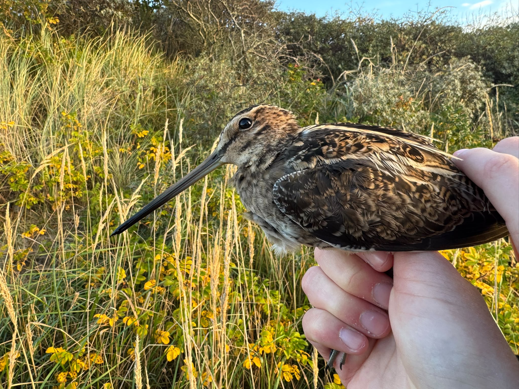 Snipe_20261023.jpg