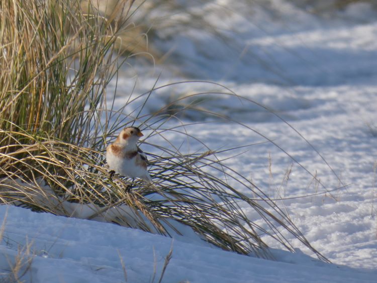 SnowBunting_Snespurv_Grenen_TW_11012026_1.JPG