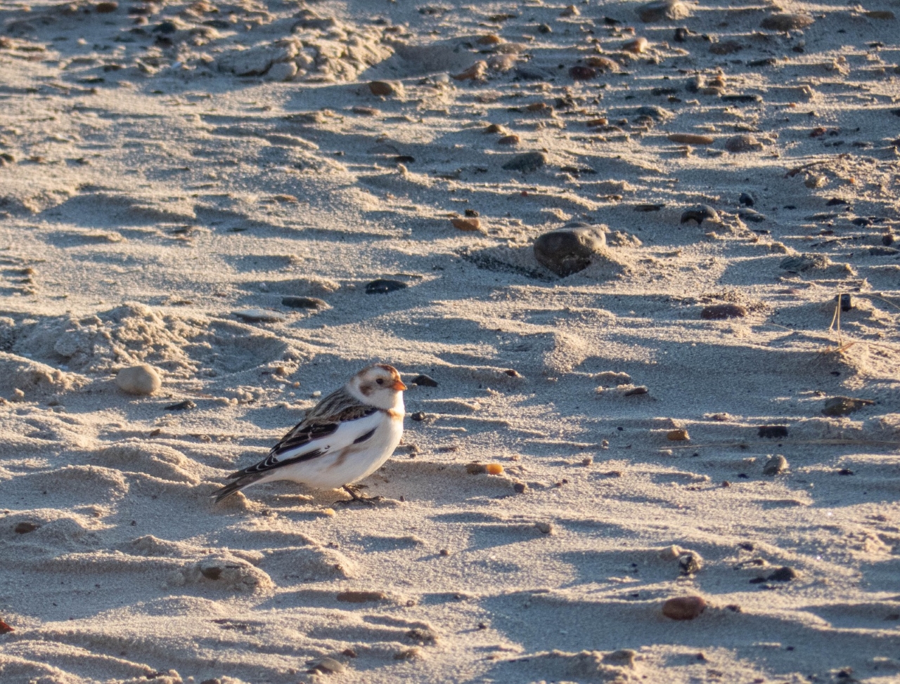 Snow_Bunting_Grenen_resized.jpeg