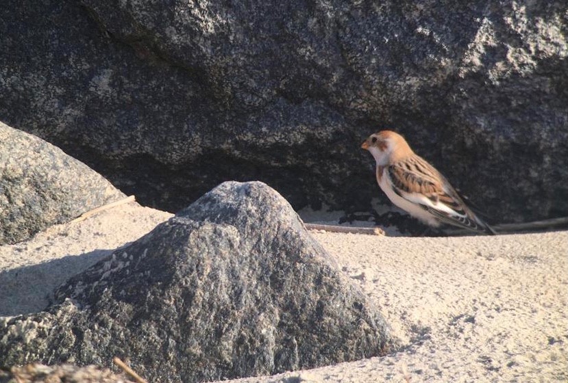 Snow_bunting.jpg