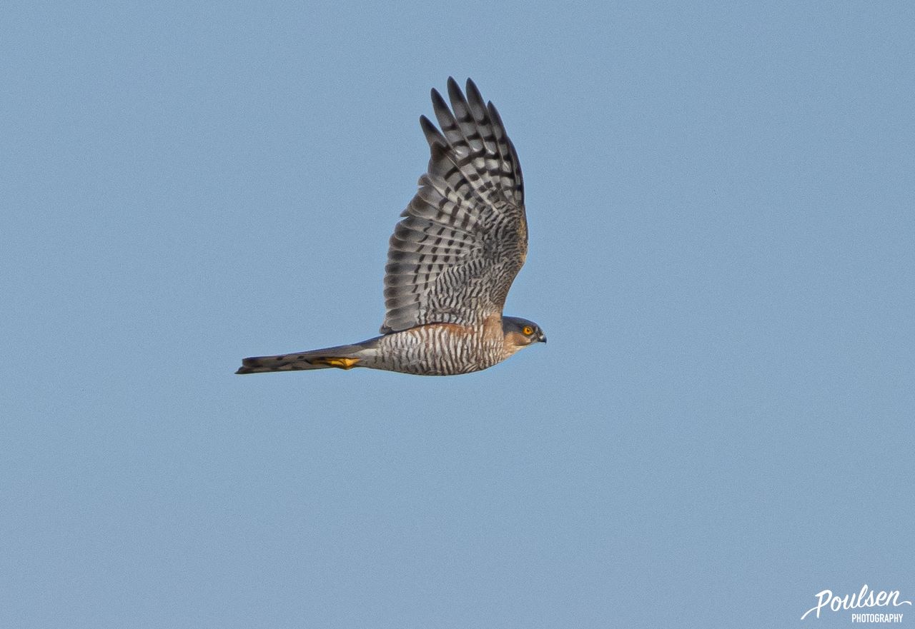 Sparrow_Hawk_res.jpg