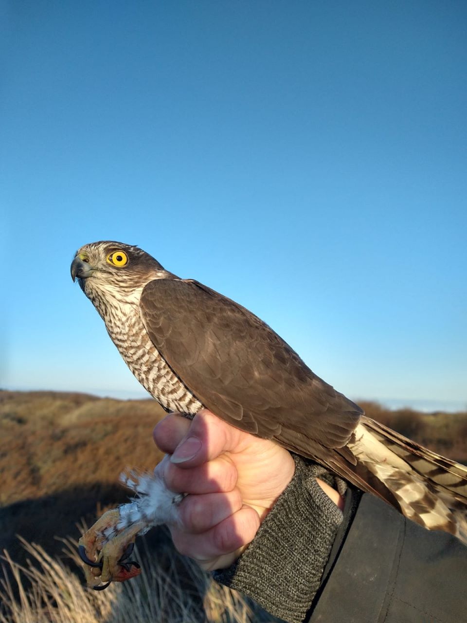 Sparrowhawk_2304_res.jpeg