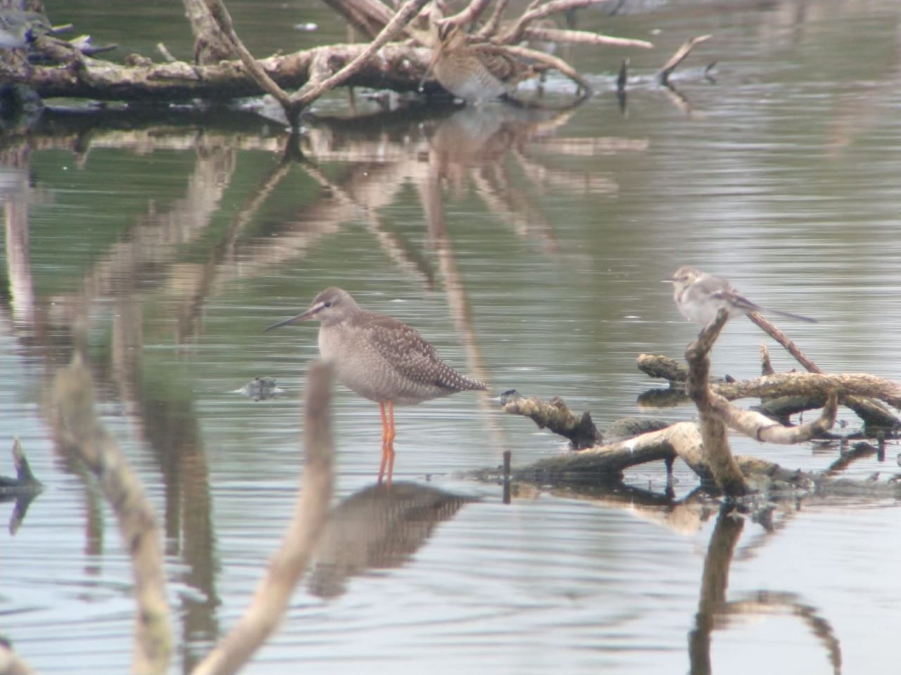 Spotshank_res.jpeg