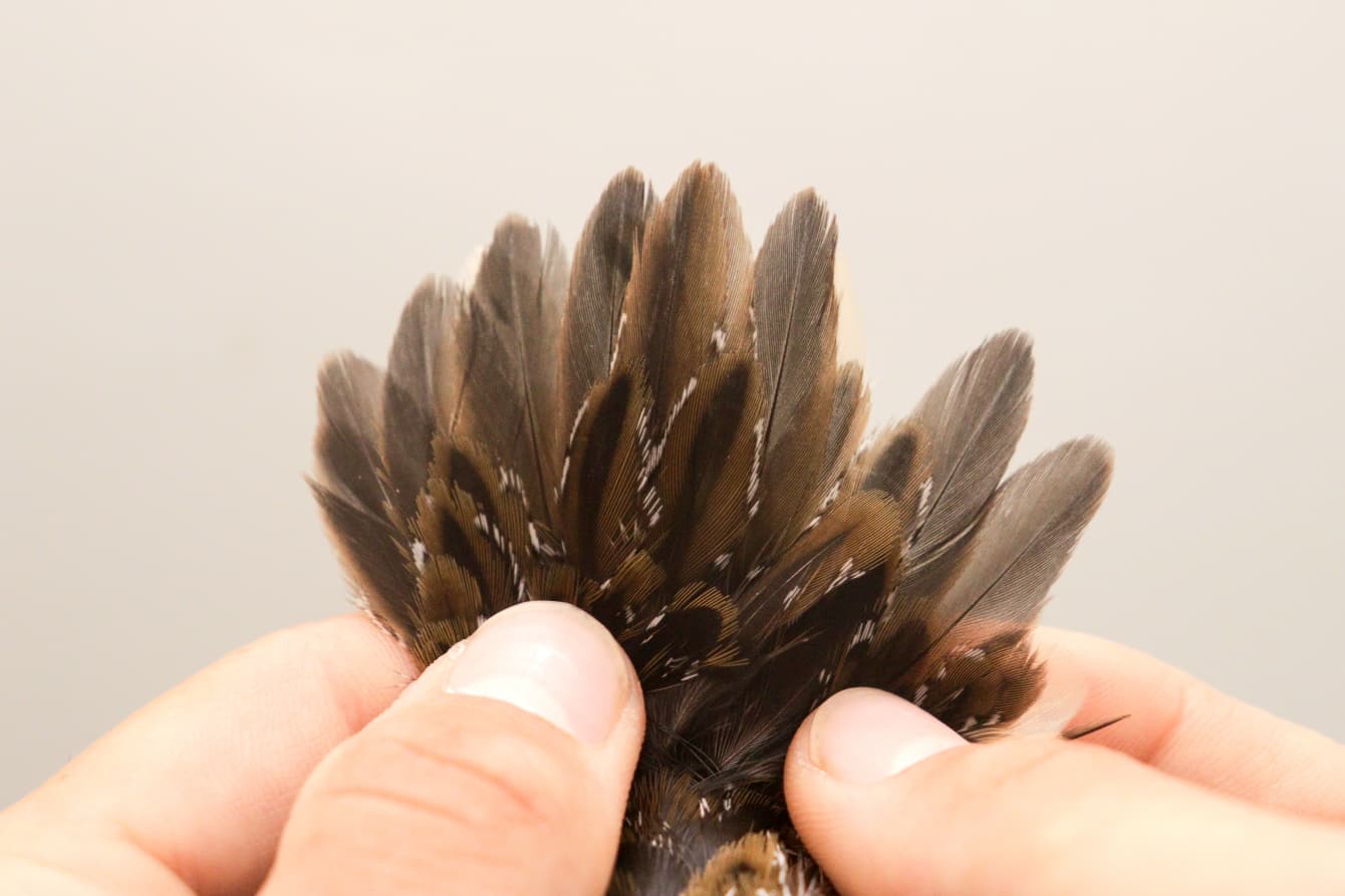 Spotted crake tail