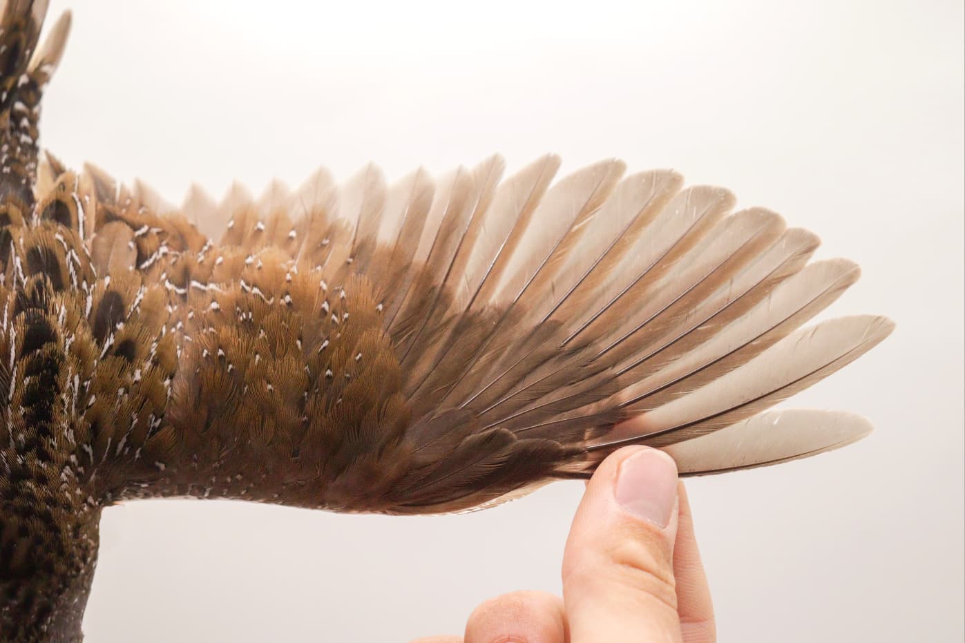 Spotted crake wing 1