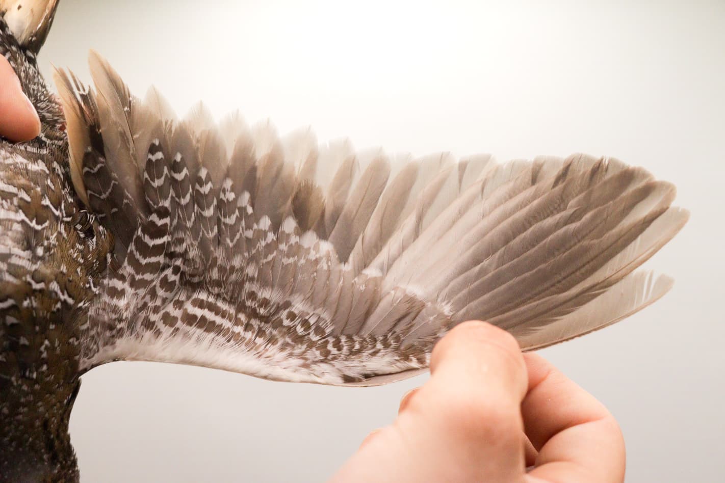 Spotted crake wing 2
