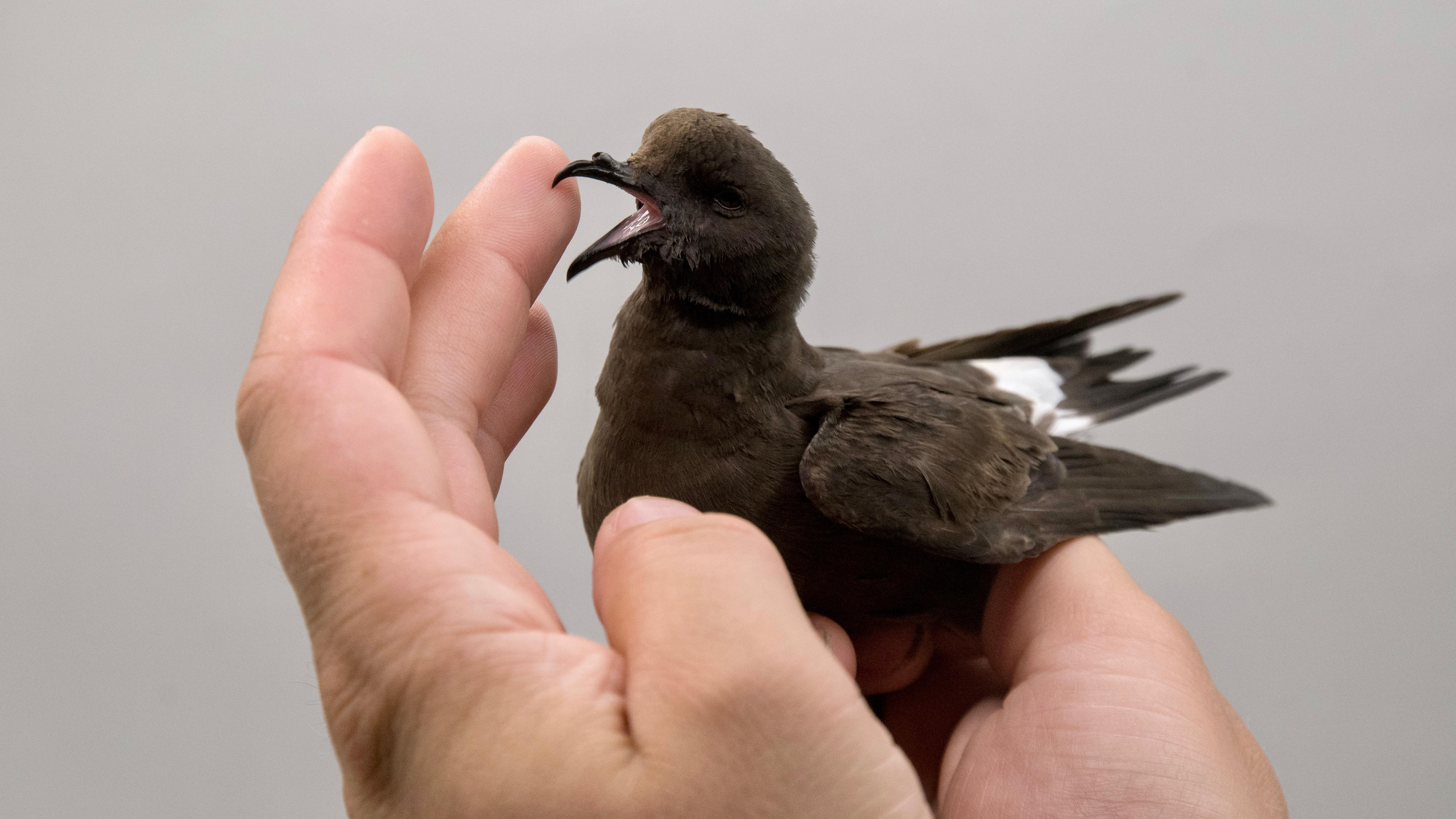 Storm-Petrel-20260814.jpg