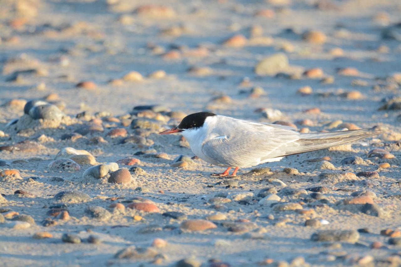 Tern-20261014.jpg