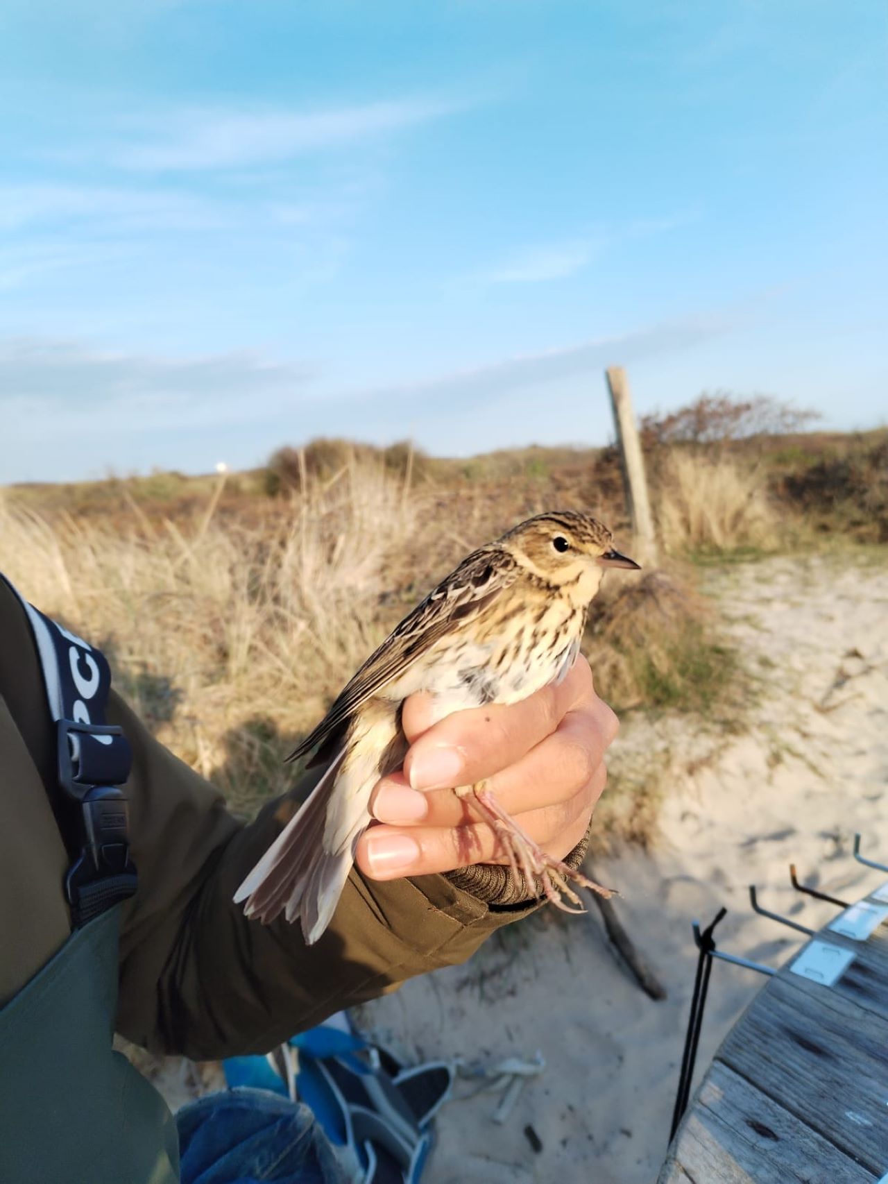 Tree Pipit resjpg