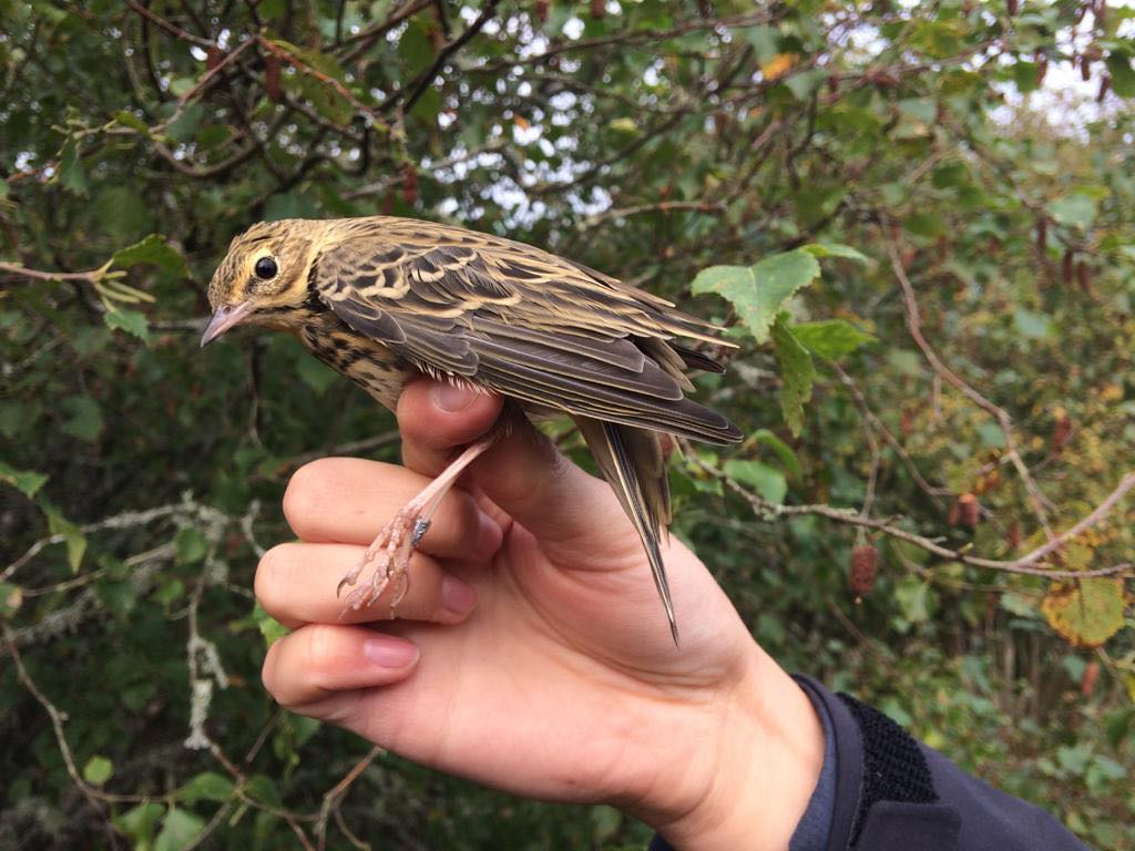 Tree pipit