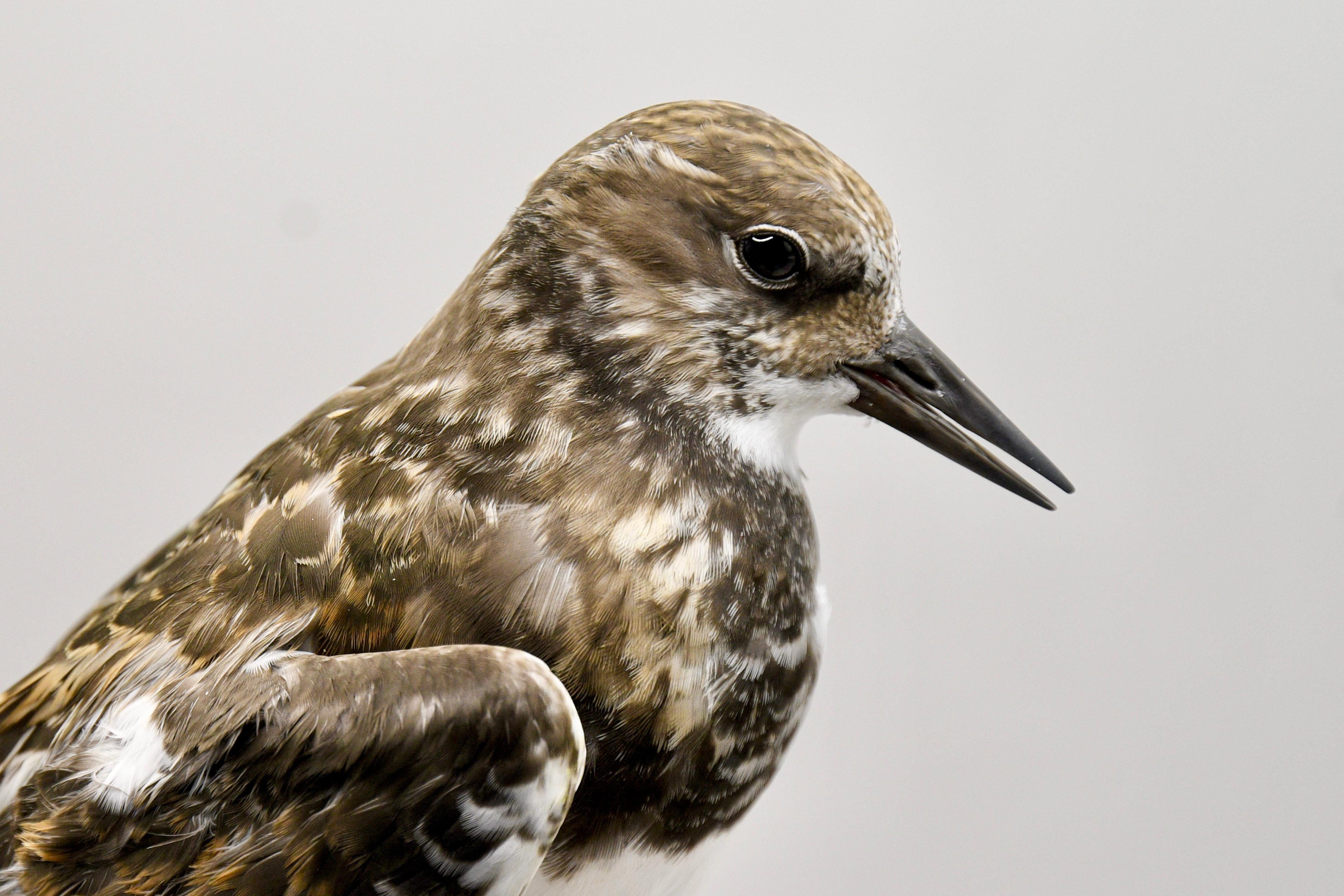 Turnstone 1