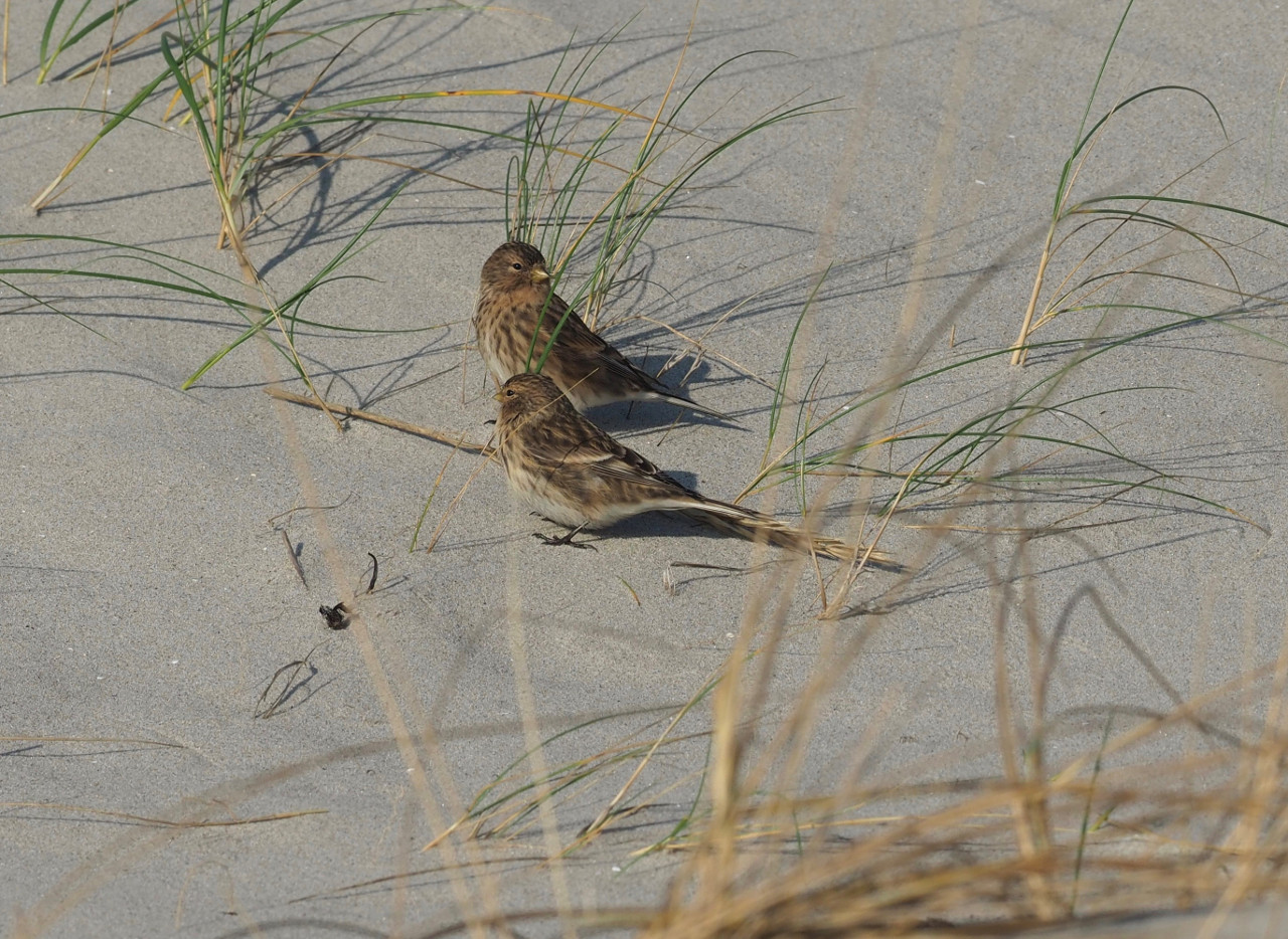 Twite