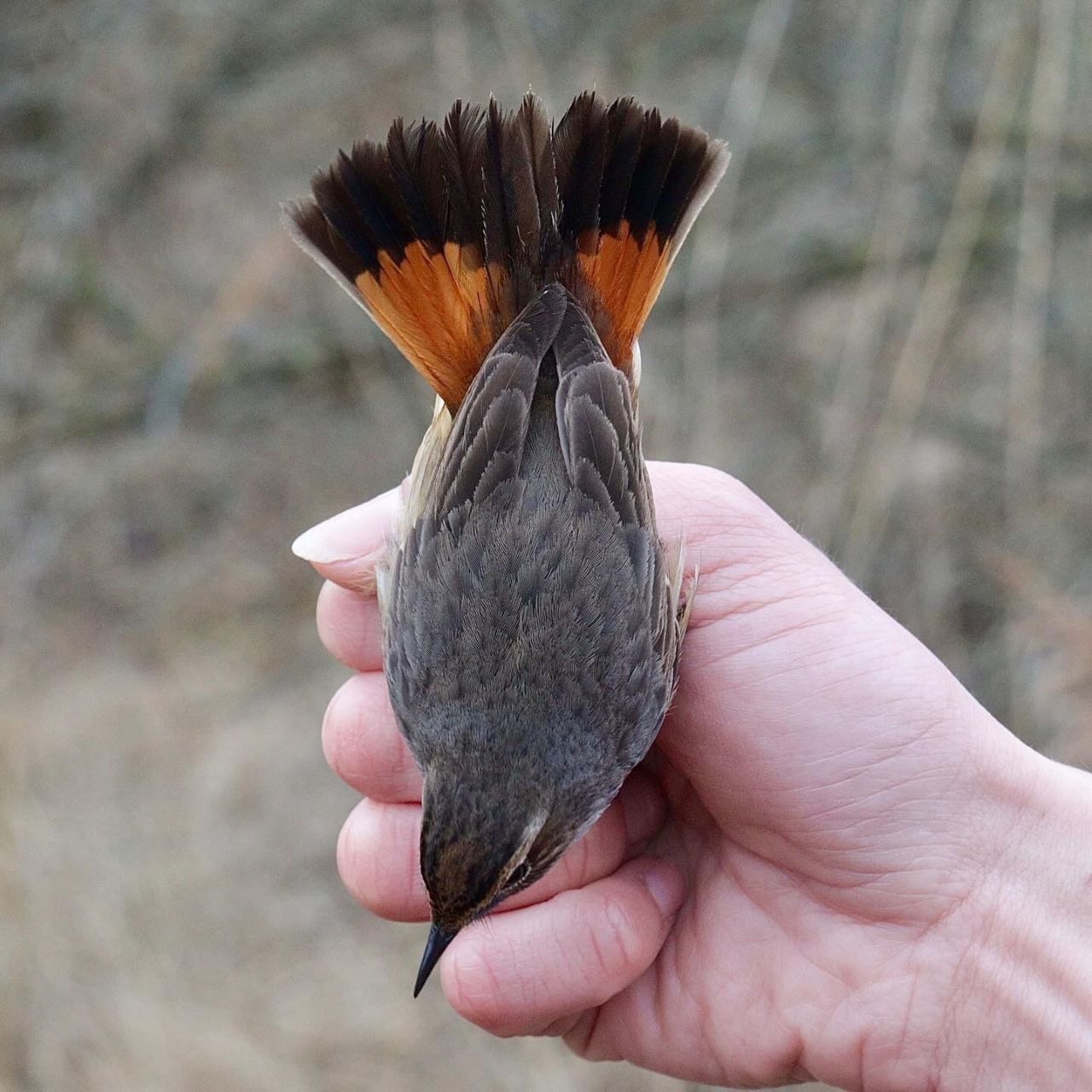 WSBluethroat back1280