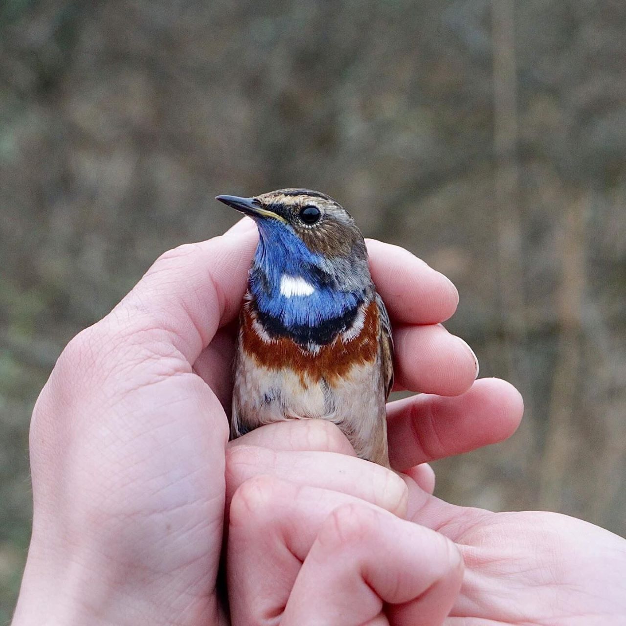 WSBluethroat front1280