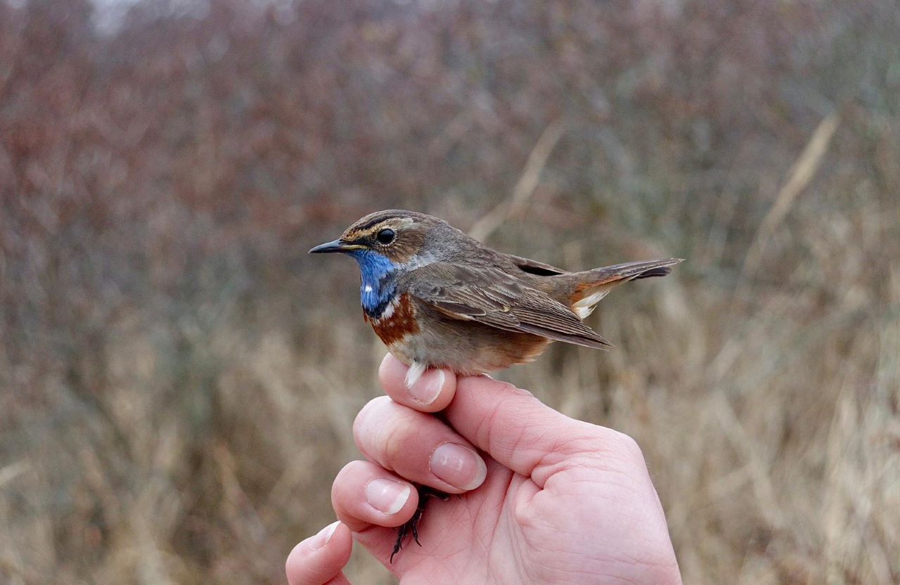 WSBluethroat side1280