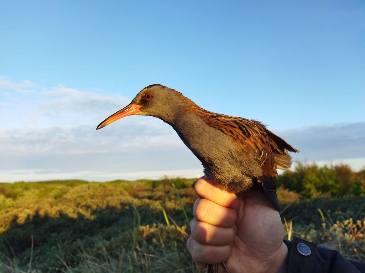 Water_Rail_res.jpeg