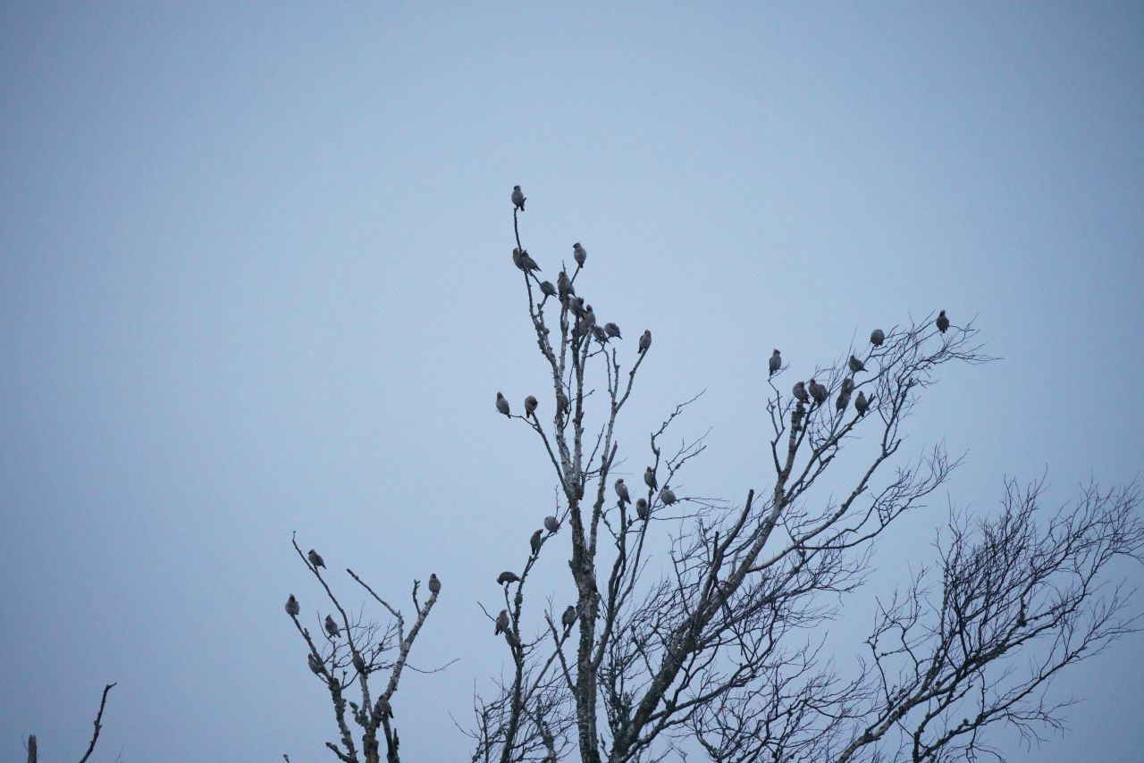 Waxwings 09112025