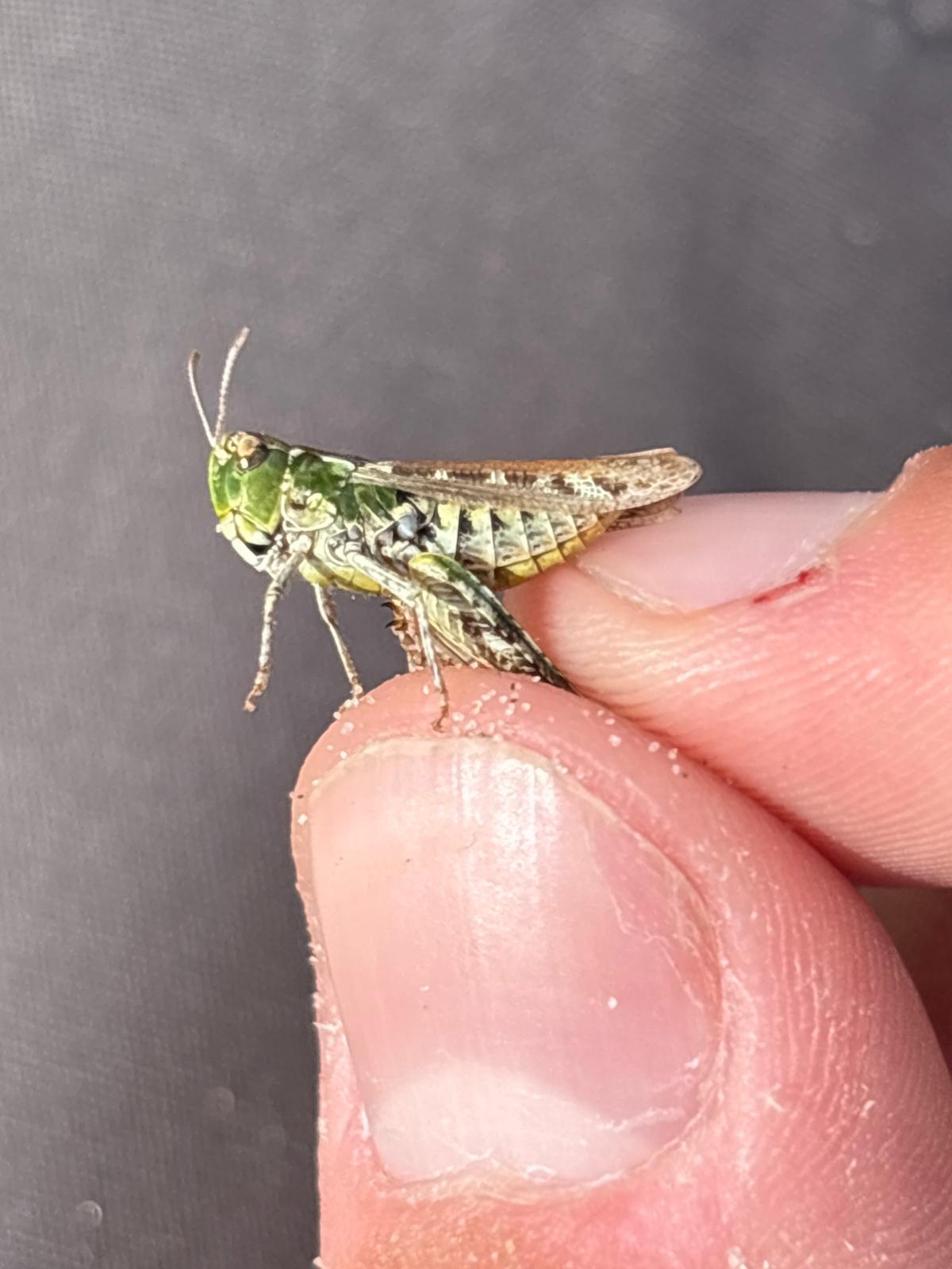 Common Club Grasshopper (Myrmeleotettix maculatus)