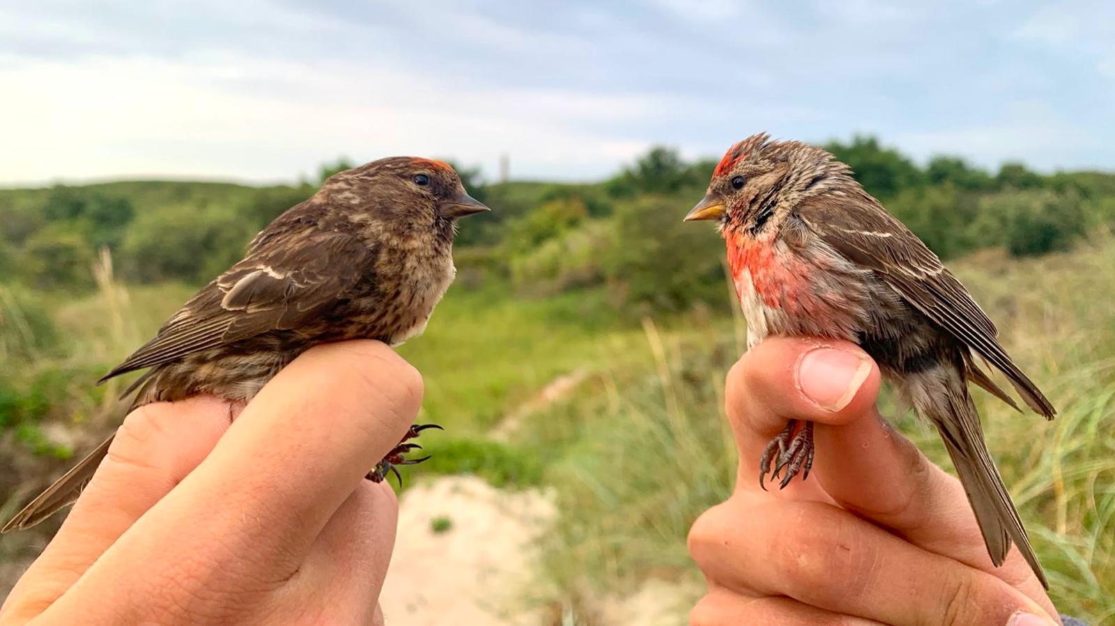 WhatsApp_Image_2026-08-03_at_18.35.25_redpoll.jpeg