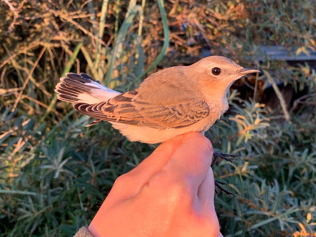 Wheatear