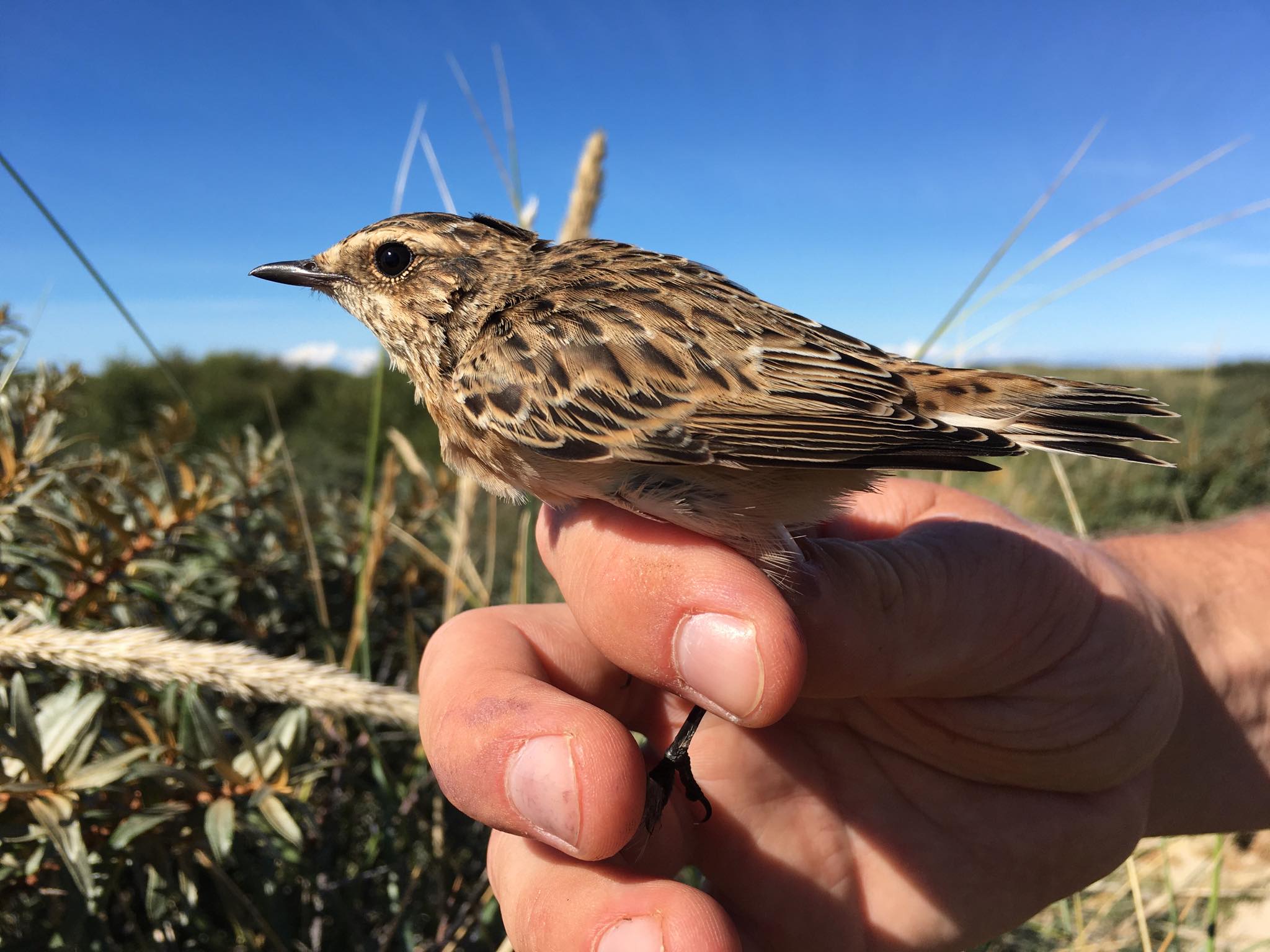 Whinchat